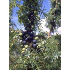 MSA JUNIPERUS COMMUN 50 ML