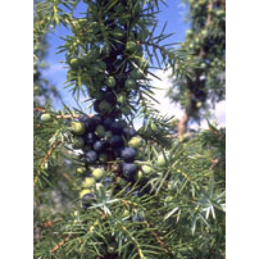 MSA JUNIPERUS COMMUN 50 ML